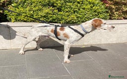 Setter Inglese cani in regalo: Cucciolone incrocio Setter Inglese Breton a Metropolitan City of Rome Capital - Immagine 9