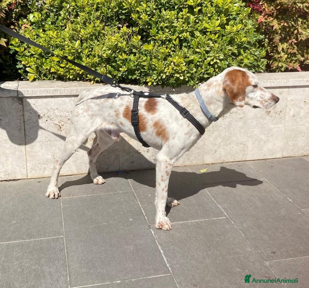 Setter Inglese cani in regalo: Cucciolone incrocio Setter Inglese Breton a Metropolitan City of Rome Capital - Immagine 9