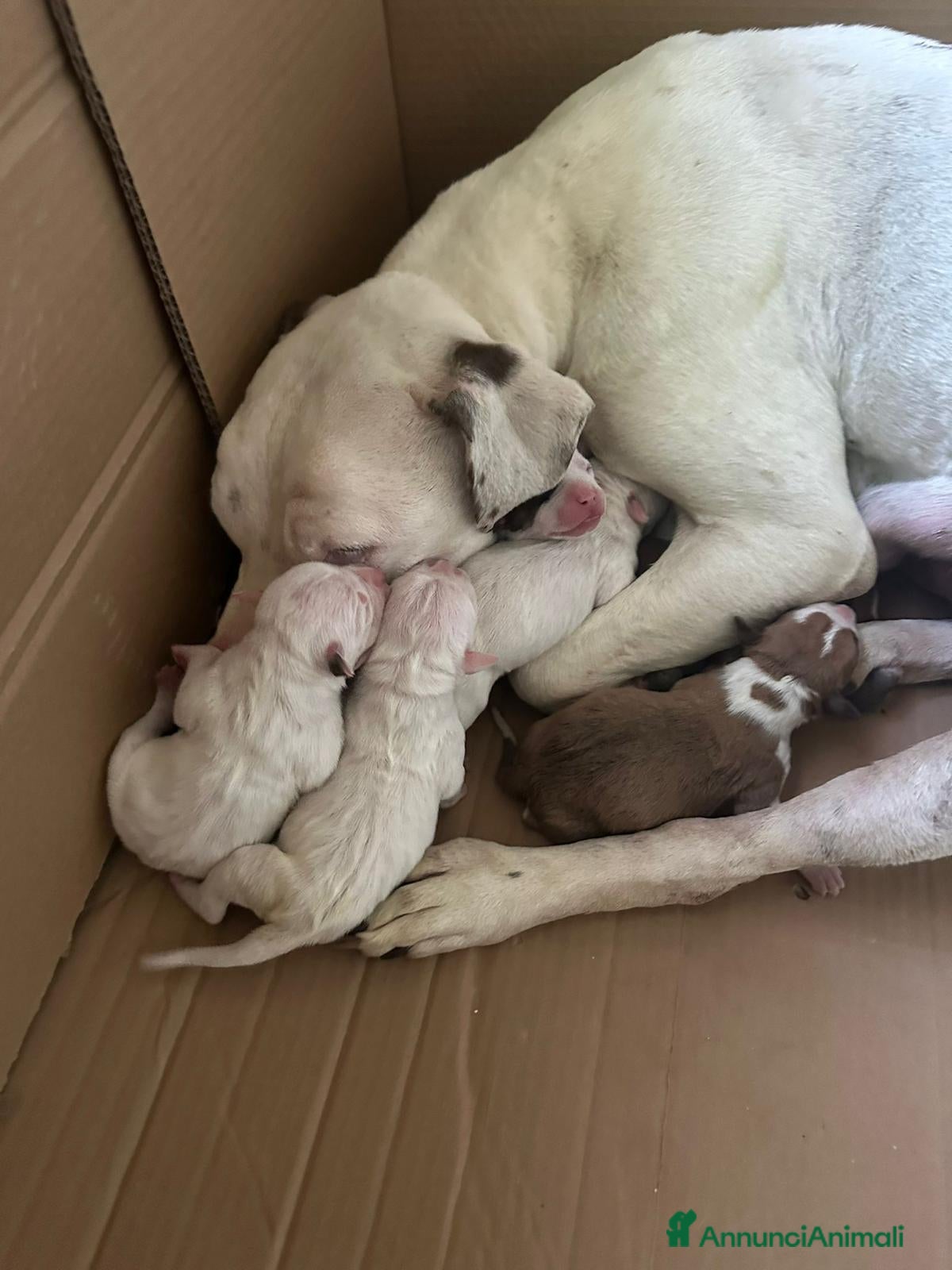 American Staffordshire cani Cuccioli di American Staffordshire Terrier  - Annuncio 1