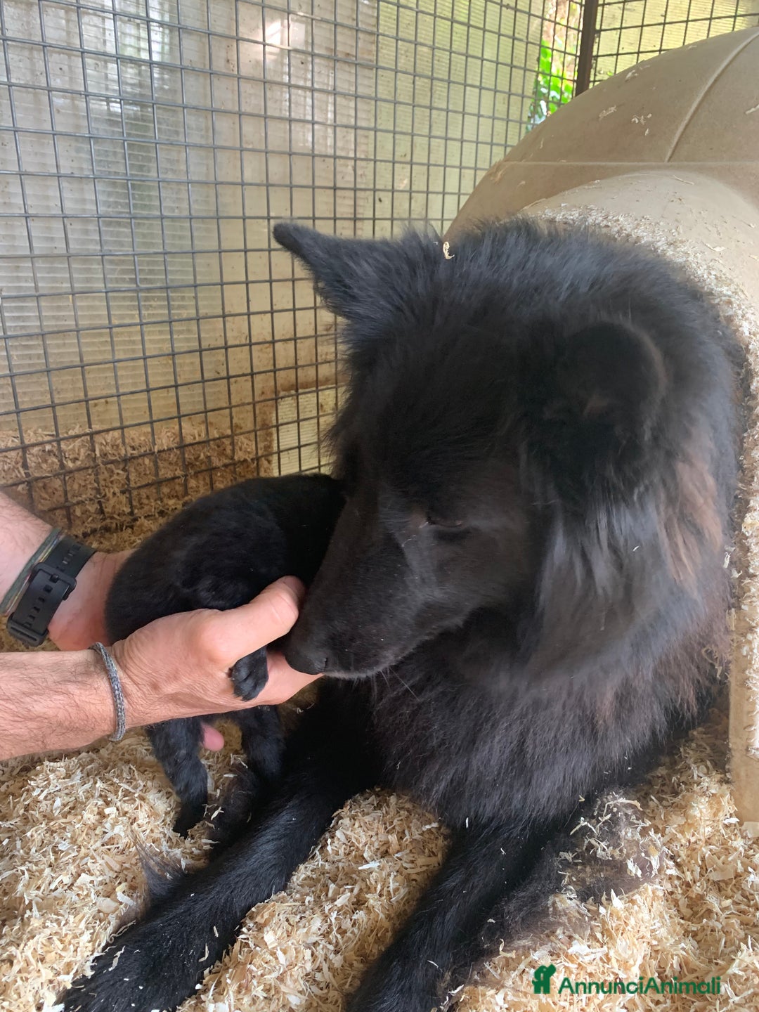 Pastore Belga cani in vendita: Cucciolo Pastore Belga Tervueren - Annuncio 7