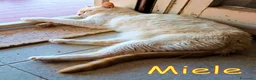 Europeo gatti in regalo: MIELE OGGI CERCA CASA PER SEMPRE - Annuncio 4