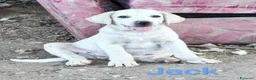 Meticcio cani in regalo: NAPOLEONE, CICCIO, JACK, ATHENA e FIFY - Annuncio 2