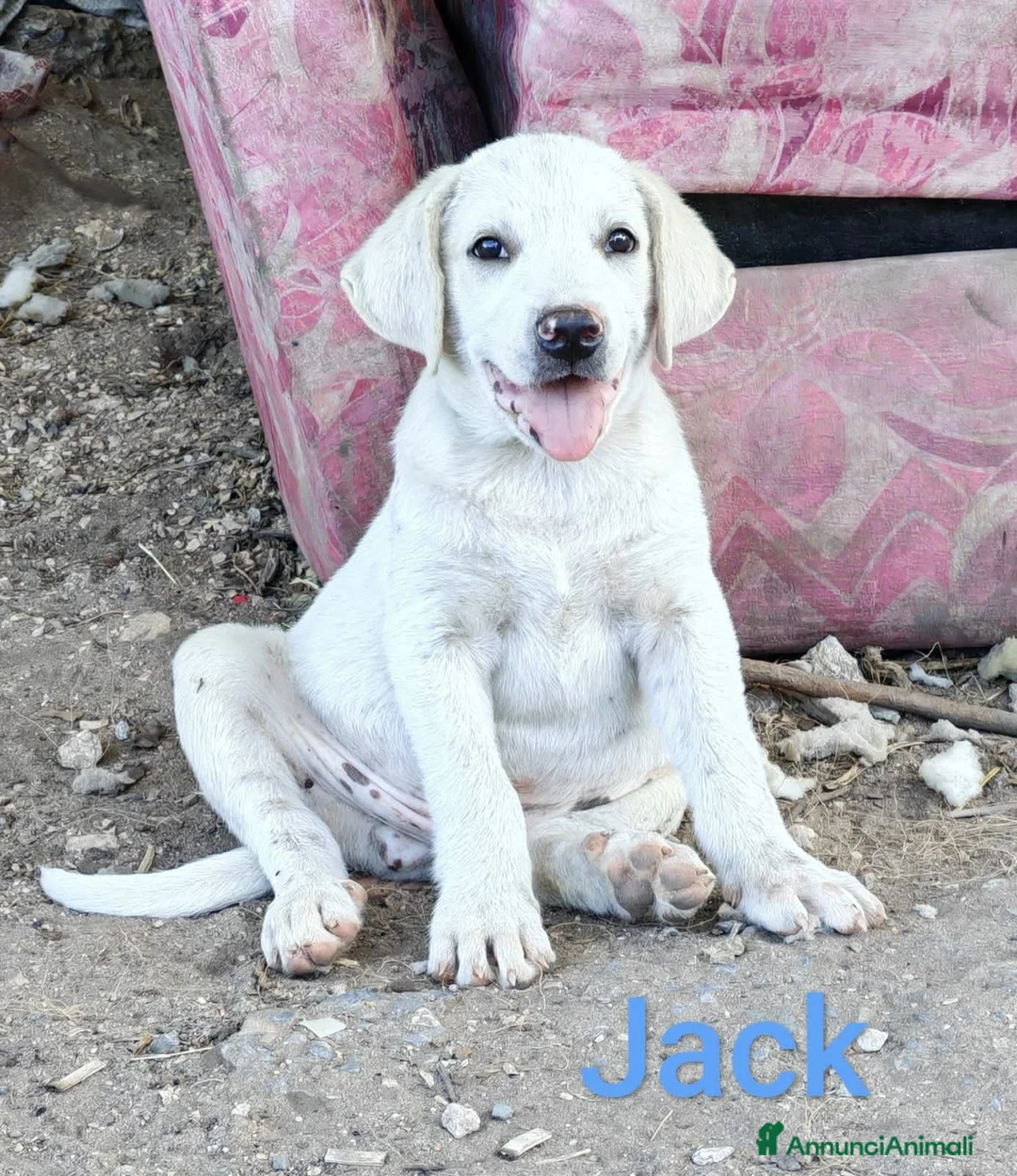 Meticcio cani in regalo: NAPOLEONE, CICCIO, JACK, ATHENA e FIFY - Annuncio 2
