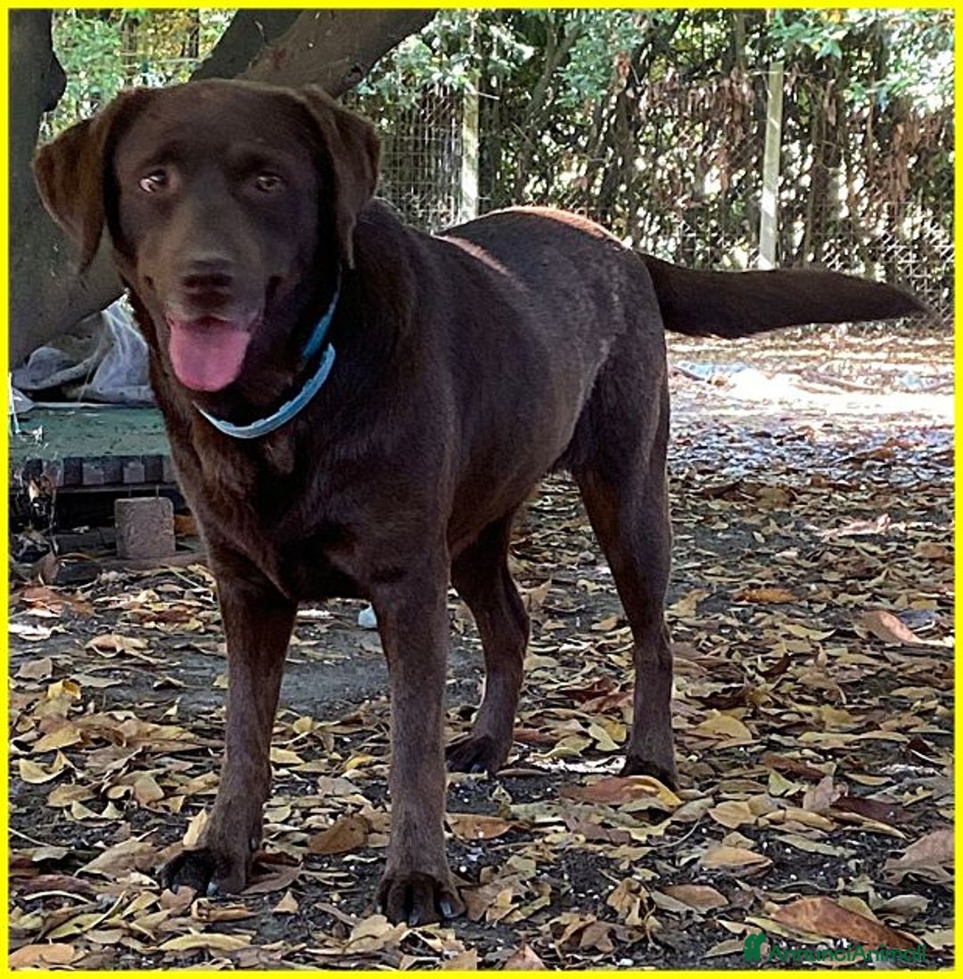 Labrador cani in regalo: KUBRA stupenda labrador cieca - Annuncio 4