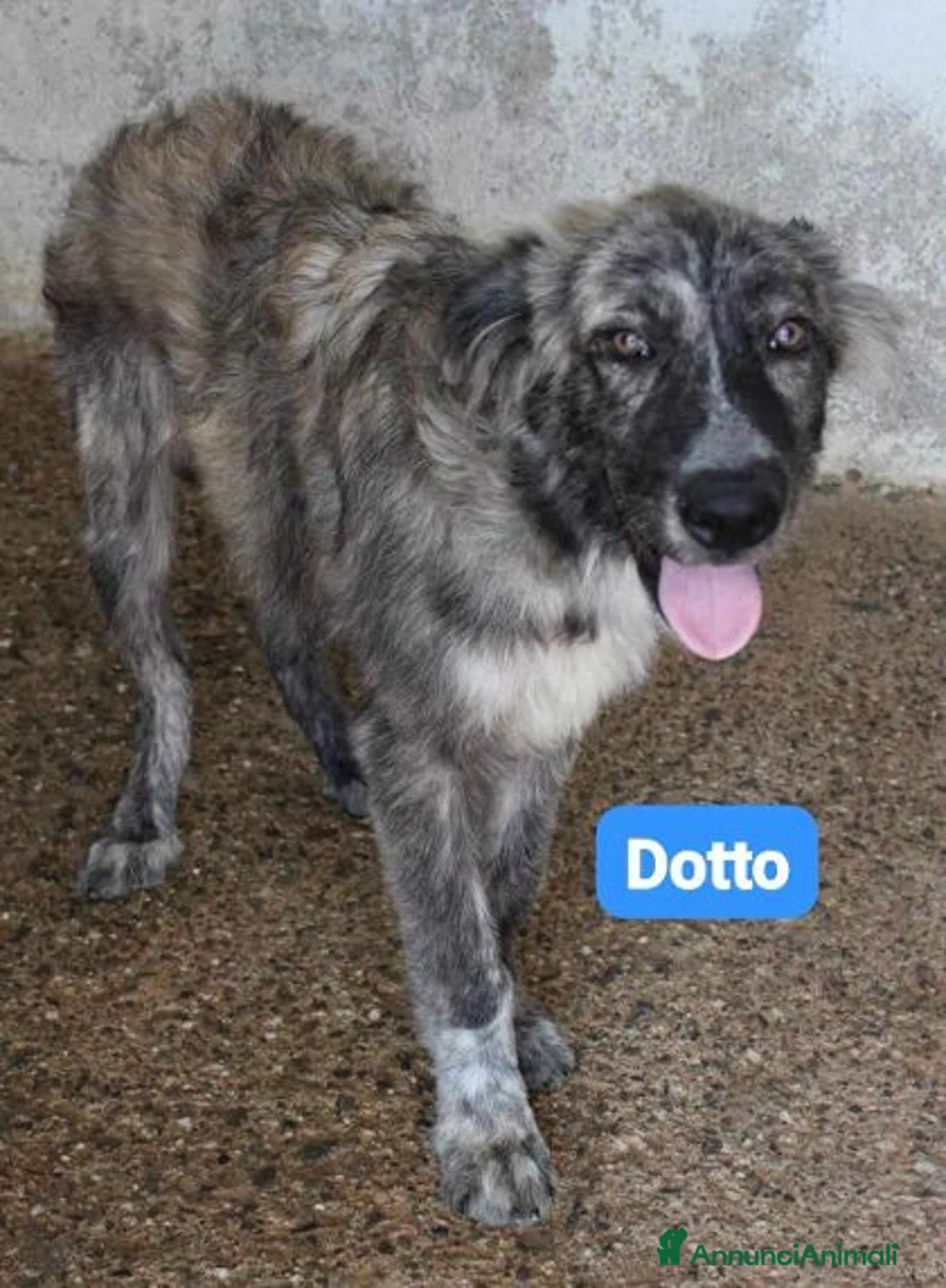 Meticcio cani in regalo: DOTTO-GONGOLO-MAMMOLO  a Provincia di Macerata - Annuncio 1