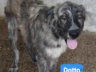 Meticcio cani DOTTO-GONGOLO-MAMMOLO - Annuncio 2