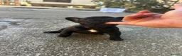 Bulldog Francese cani in vendita: bulldog francese blue merlè e 2 nere tigrate - Annuncio 12