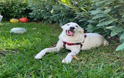 Pastore Maremmano cani in regalo: Adozione Chase dolce cucciolo 4 mesi tg med grand - Immagine 4