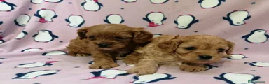 Cavapoo 3