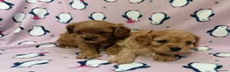 Cavapoo cani in vendita: Cavapoo cuccioli - Annuncio 12