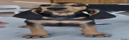 Segugio cani in vendita: Cuccioli segugio italiano  a Libero consorzio comunale di Siracusa - Annuncio 2