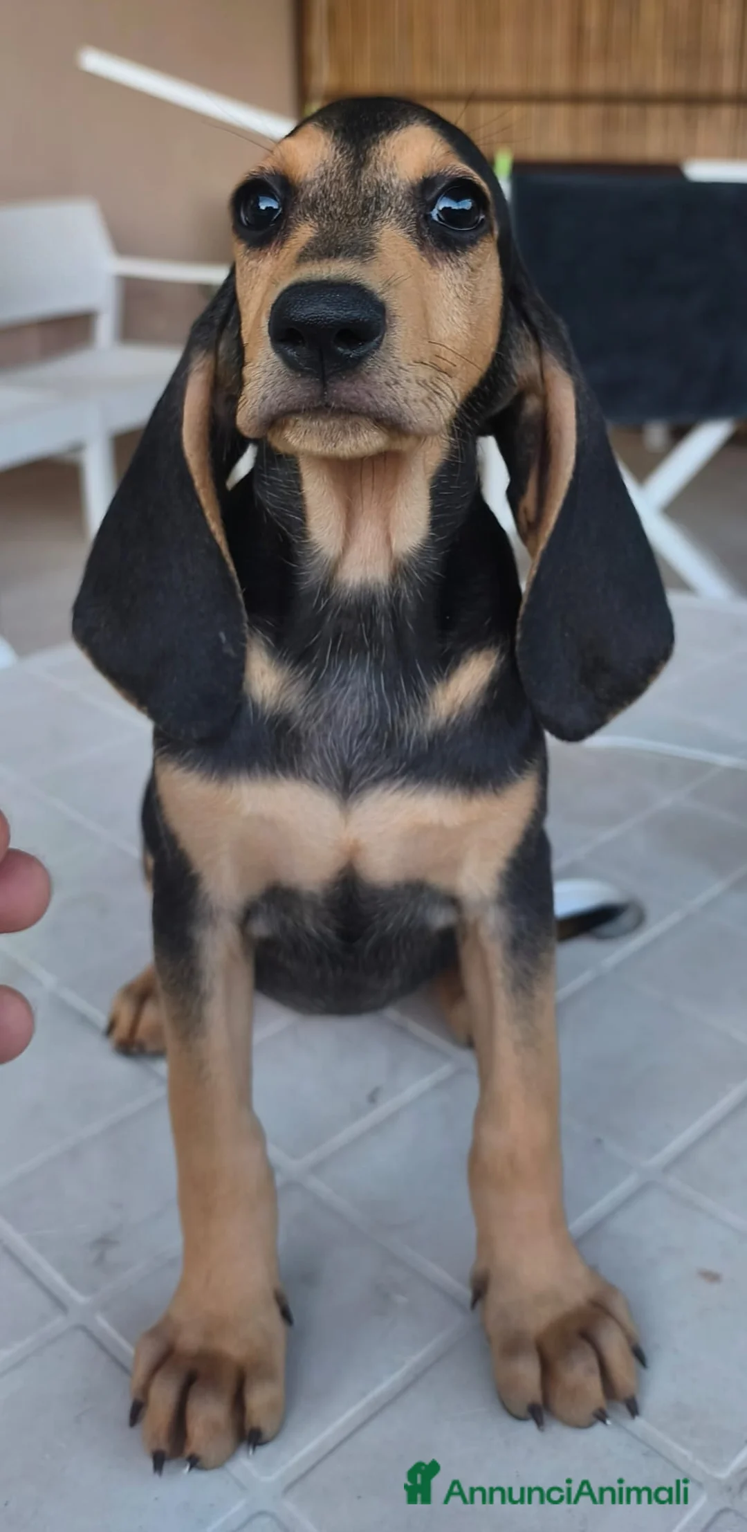 Segugio cani in vendita: Cuccioli segugio italiano  a Libero consorzio comunale di Siracusa - Annuncio 2