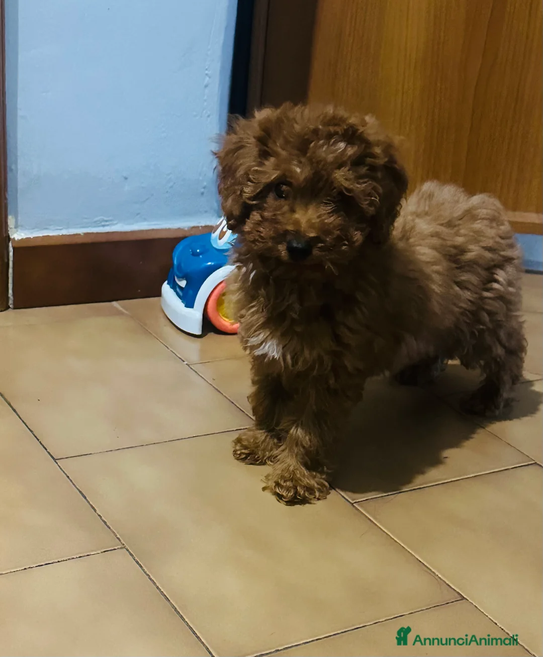 Barboncino cani in vendita: barboncina mini toy red  - Annuncio 3