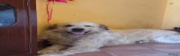Cane da Montagna dei Pirenei cani in vendita: Sette cuccioli di Cane da Montagna dei Pirenei a Ente di decentramento regionale di Udine - Annuncio 12