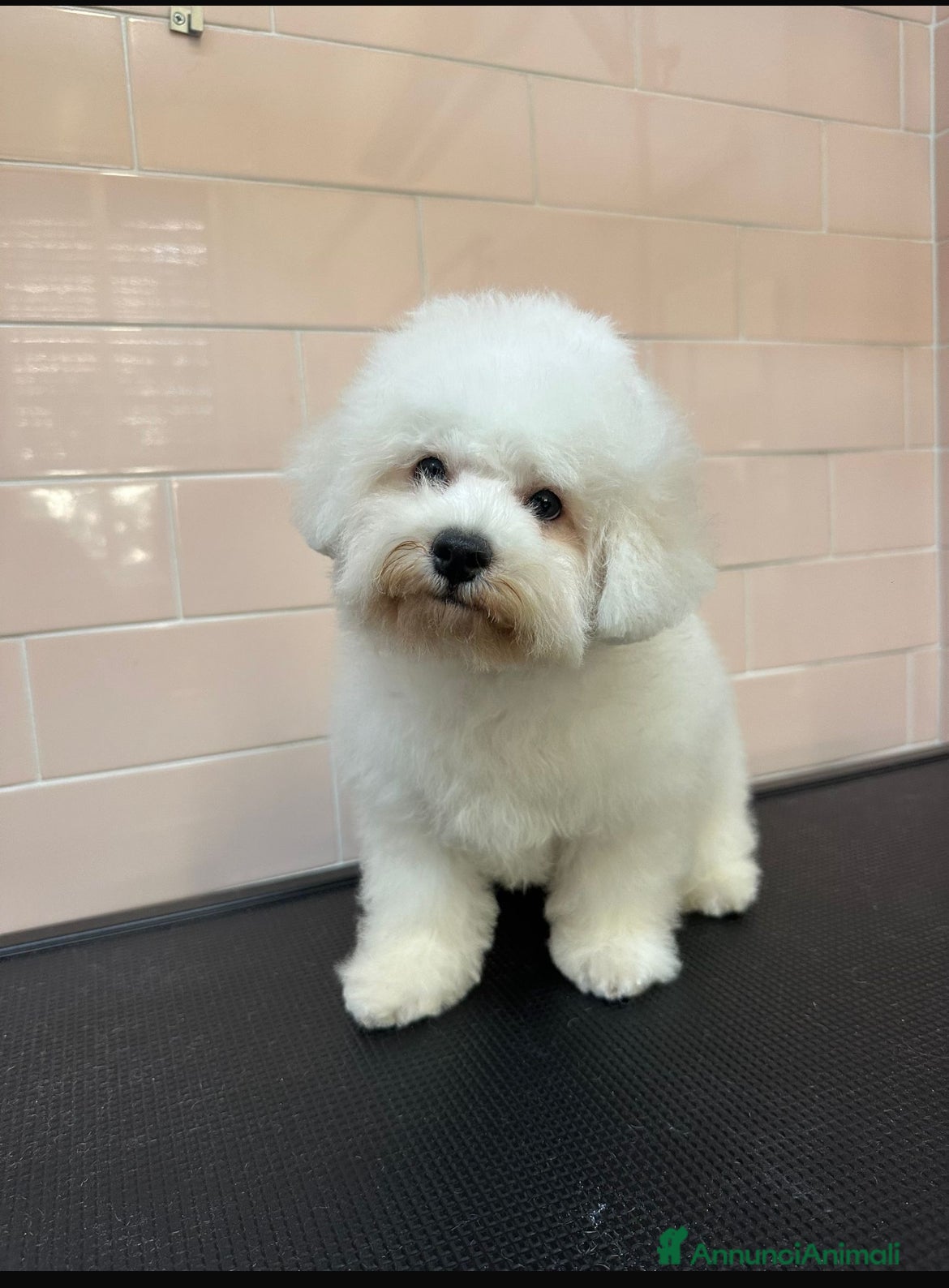 Bichon cani Bichon frisé - Annuncio 2