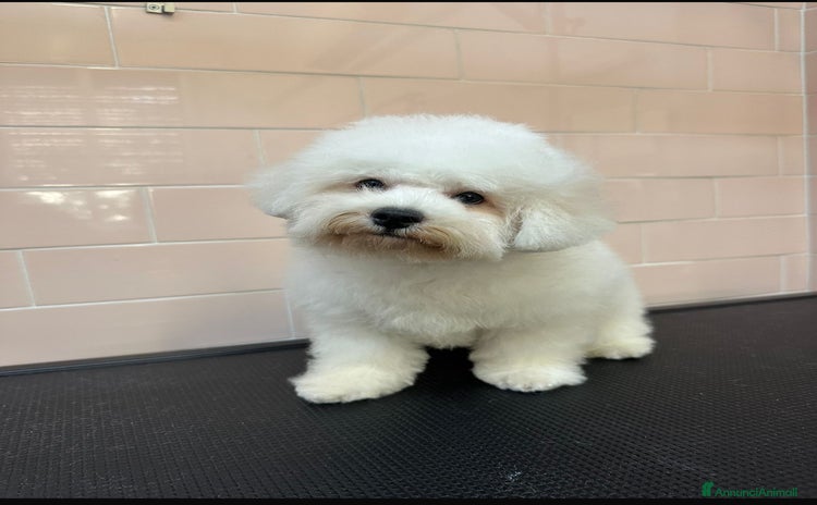 Bichon cani - Annuncio 1