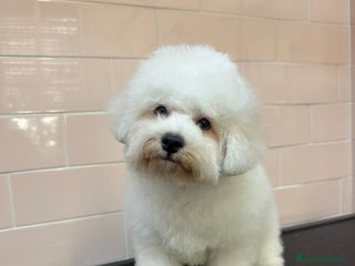 Bichon cani Bichon frisé - Annuncio 2