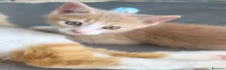 Meticcio gatti in regalo: Piccolo Whisky e la sua bellissima mamma Elisa  - Annuncio 3
