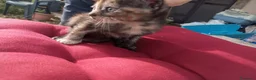 Europeo gatti in regalo: Gattini maschi e femmine  a Città metropolitana di Roma Capitale - Annuncio 6