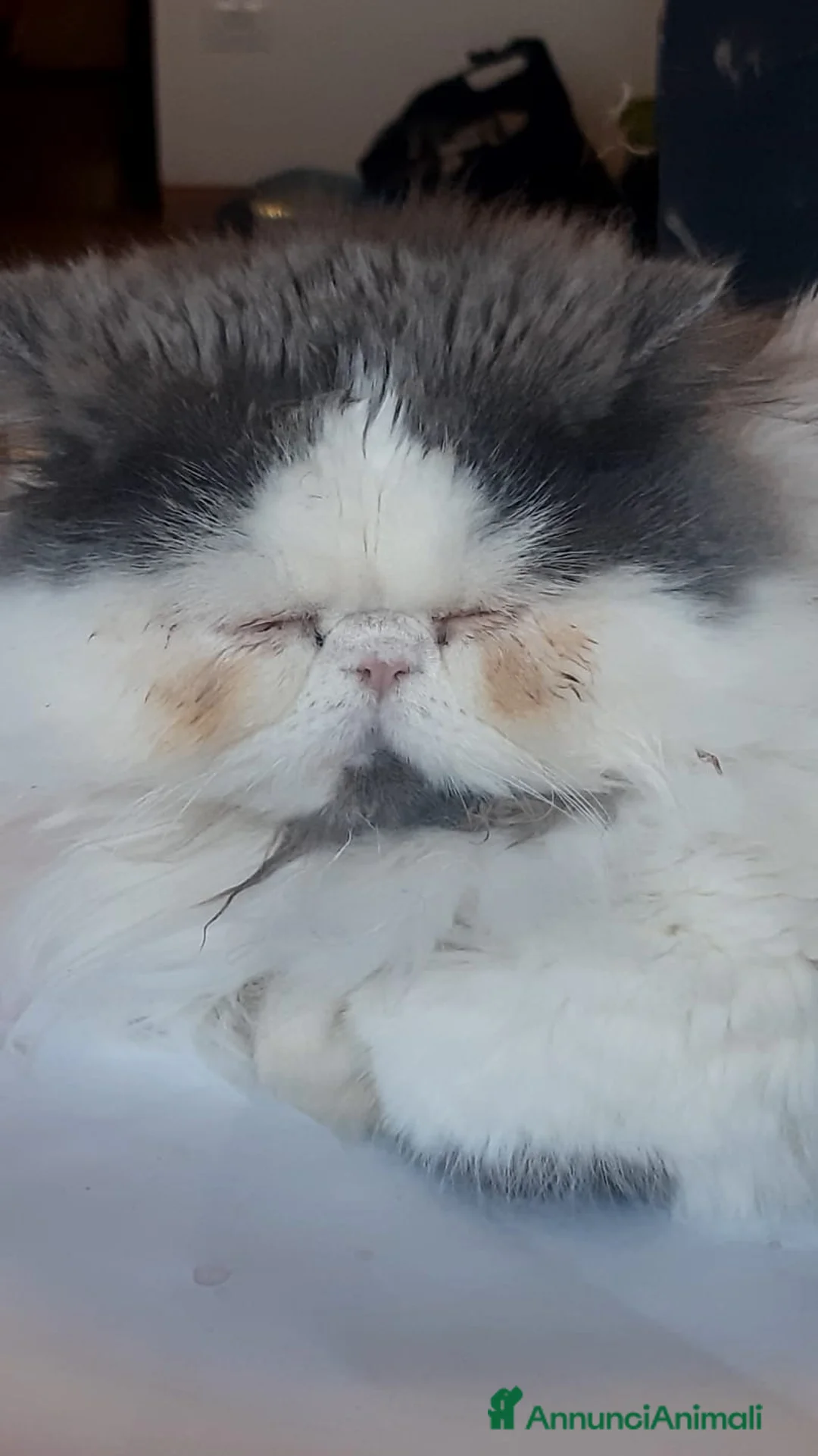 Persiano gatti per accoppiamento: cerco maschio di gatto persiano per accoppiamento - Annuncio 4