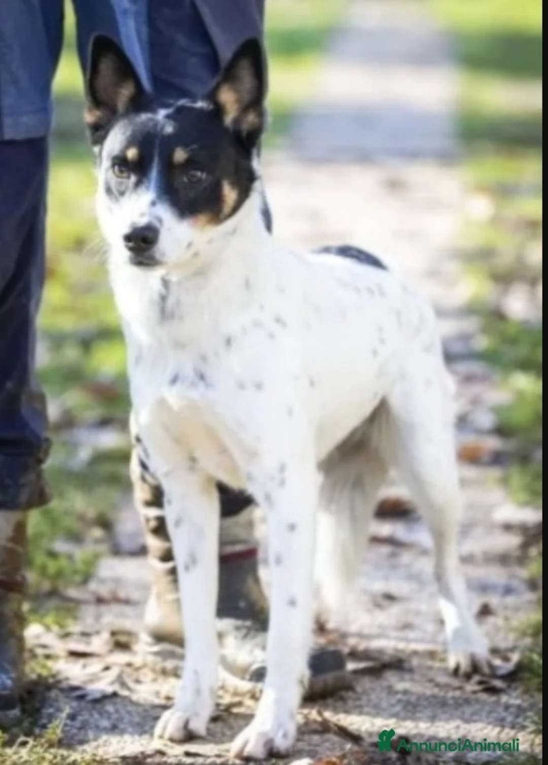 Meticcio cani in regalo: Femmina medio piccola sfortunata! SOS CASA VARESE a Città metropolitana di Milano - Annuncio 2