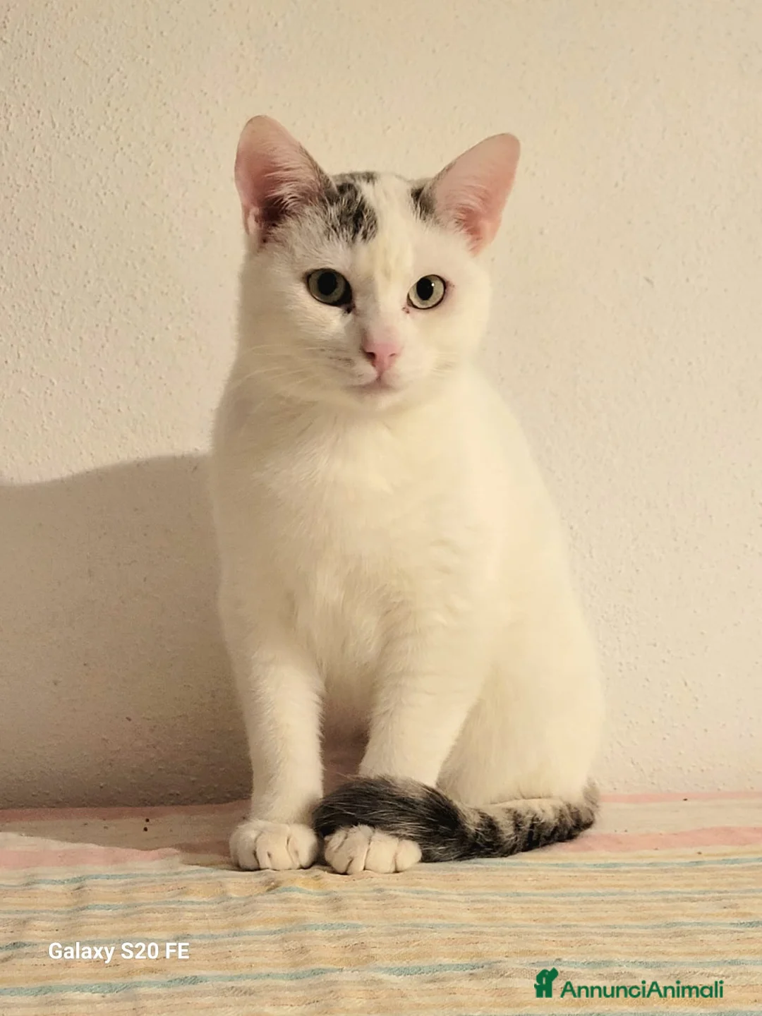 Meticcio gatti in regalo: ARTURINO TIMIDO MICIO 6 MESI  - Annuncio 1