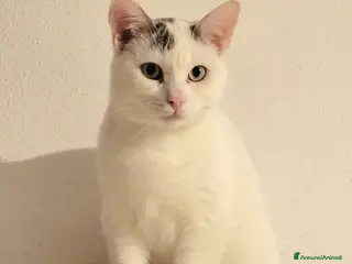 Meticcio gatti ARTURINO TIMIDO MICIO 6 MESI - Annuncio 39