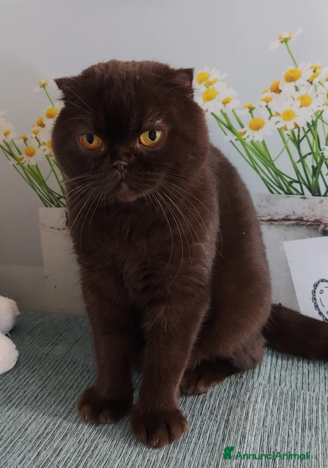 Scottish gatti in regalo: Scottish fold in regalo  - Annuncio 6