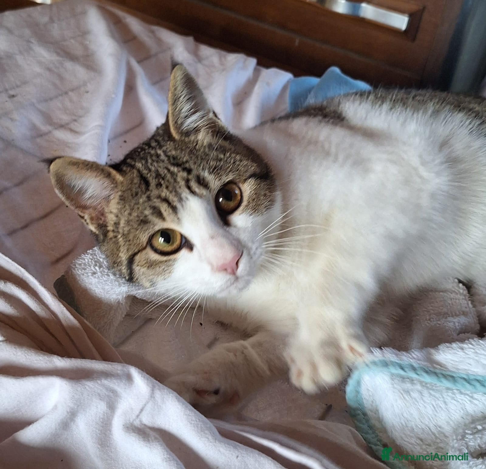 Europeo gatti Emily, dolce come zucchero filato  a Città metropolitana di Milano - Annuncio 2