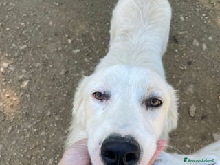 Meticcio cani SOS SOS DOLCISSIMO OSLINO - Annuncio 2