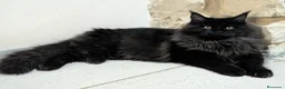 Maine Coon gatti in vendita: Maine Coon nera, cucciolona - Annuncio 4