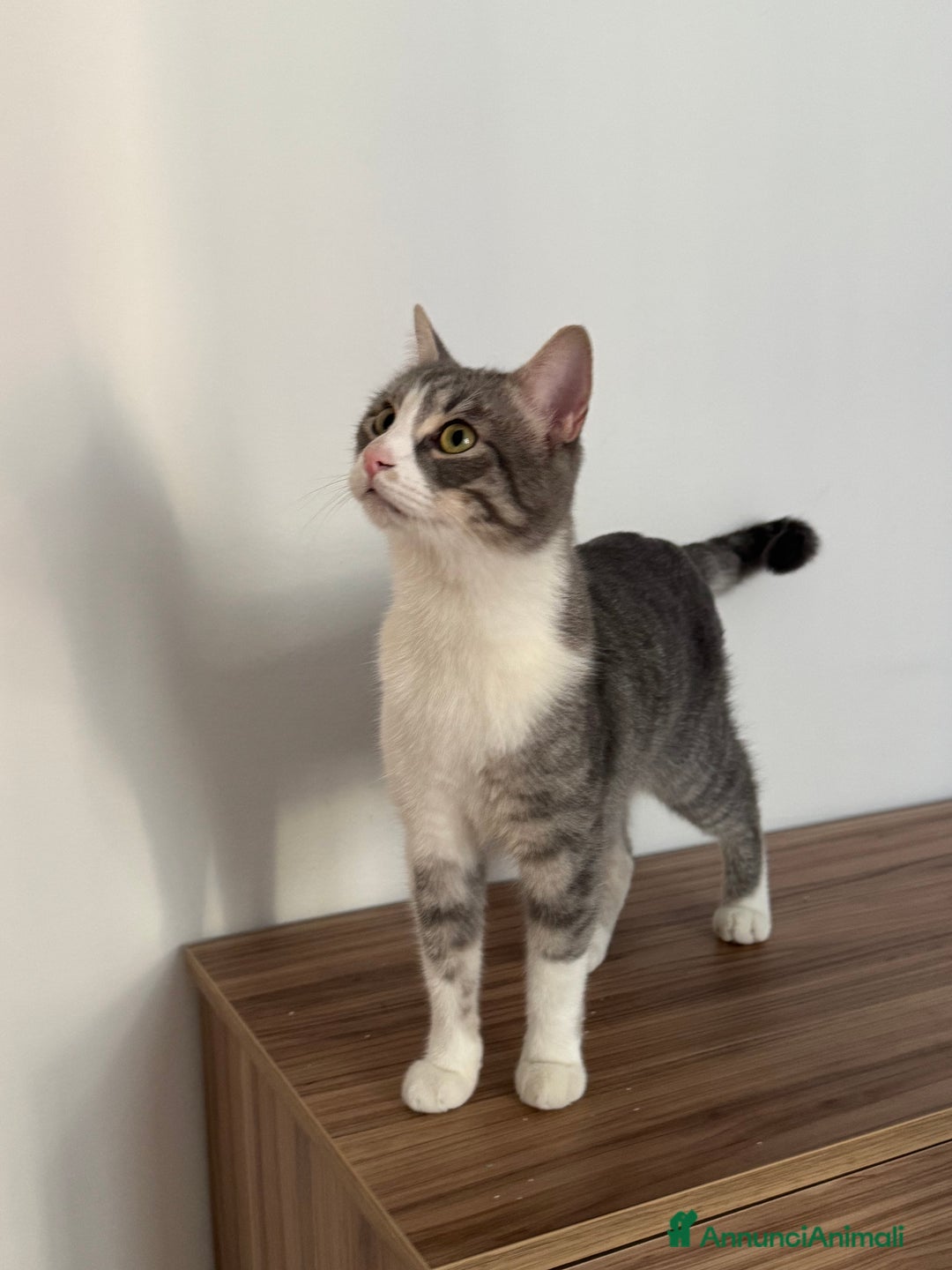 Altre razze gatti in regalo: Gattino di 1 anno cerca casa! - Annuncio 1