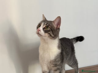 Altre razze gatti Gattino di 1 anno cerca casa! - Annuncio 40