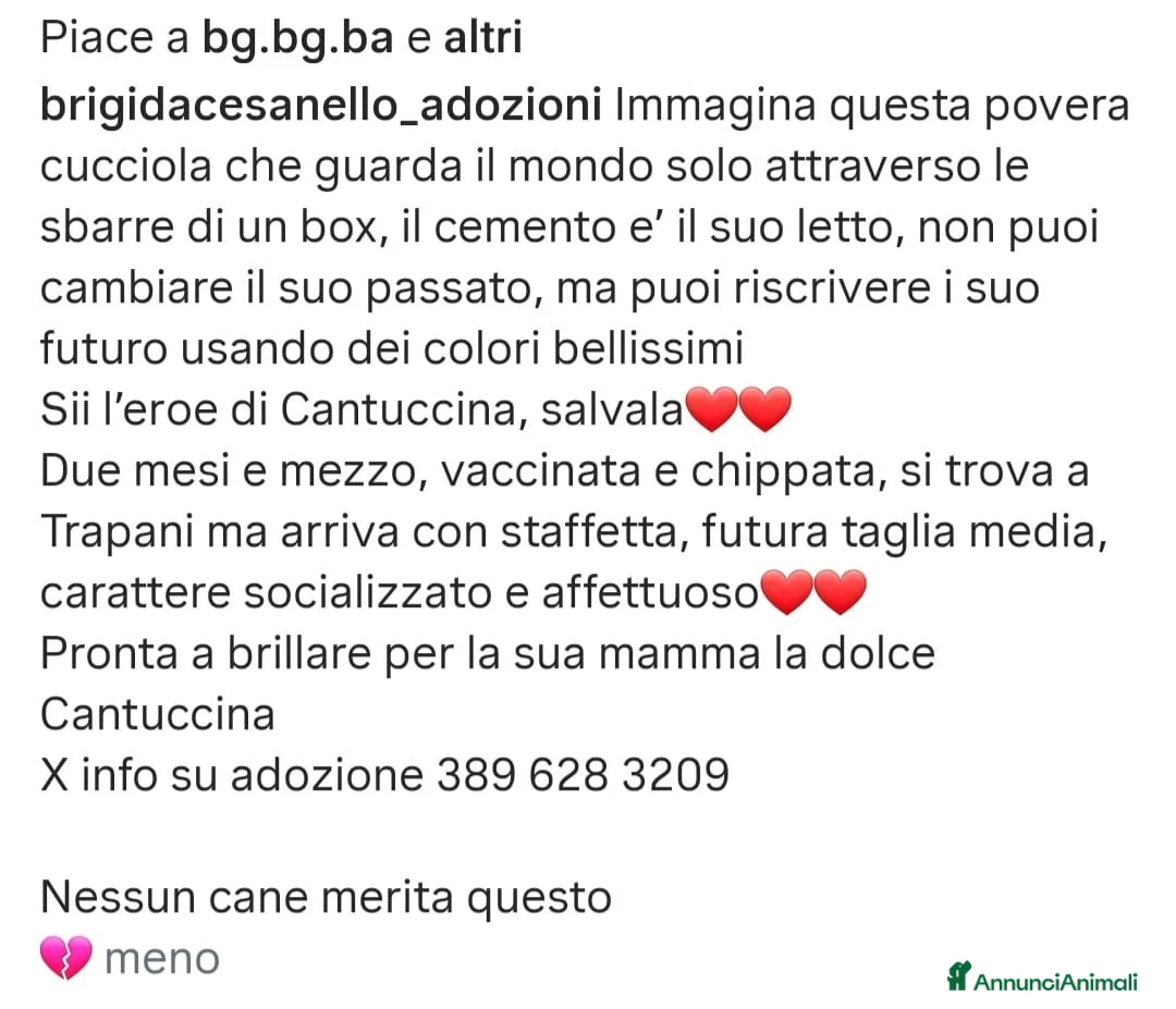 Meticcio cani in regalo: ADOZ.DEL💔: guarda il mondo dalle sbarre, triste - Annuncio 2