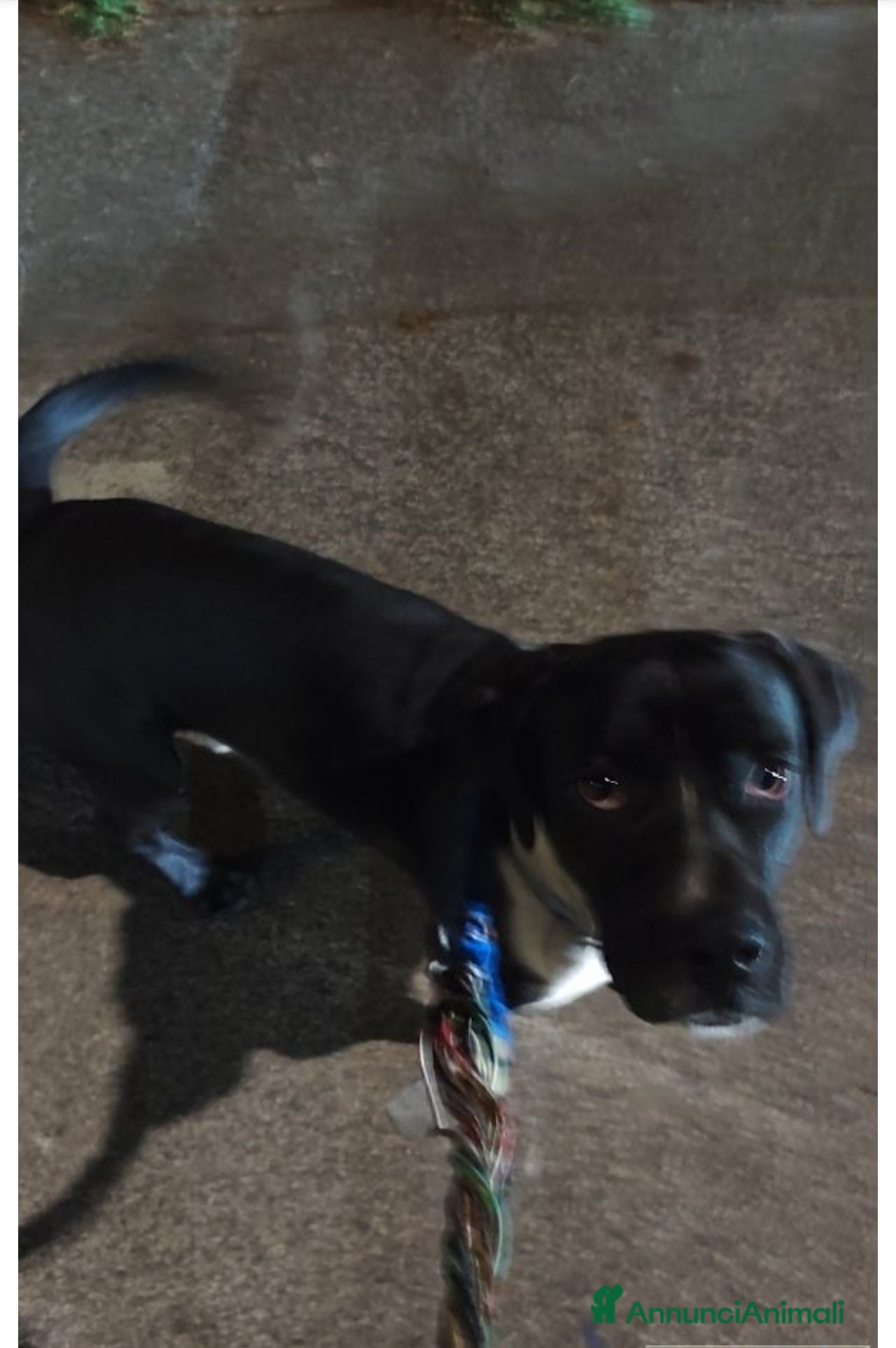 Meticcio cani Mi chiamo Oreo - Annuncio 21