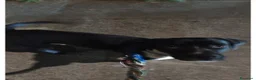 Meticcio cani in regalo: Mi chiamo Oreo a Provincia di Prato - Annuncio 1