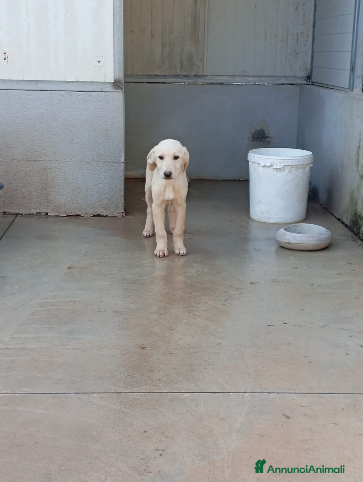 Meticcio cani Honey, mix labrador! (25kg) - Annuncio 21