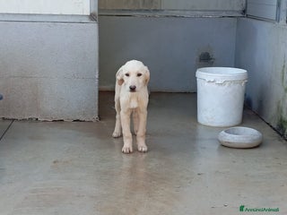 Meticcio cani Honey, mix labrador! (25kg) - Annuncio 3