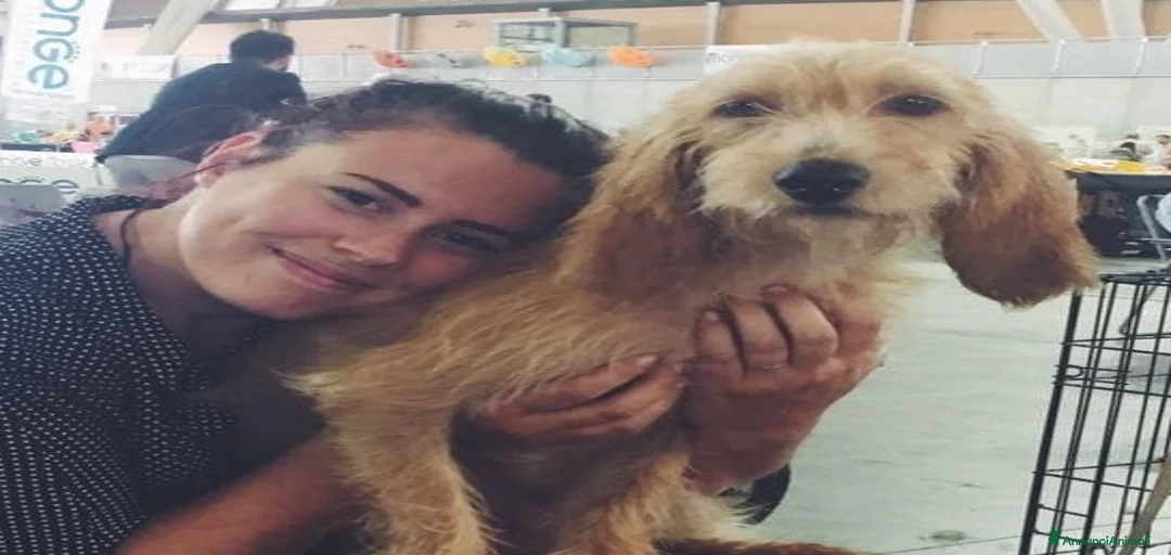 Immagine della galleria {{count}}