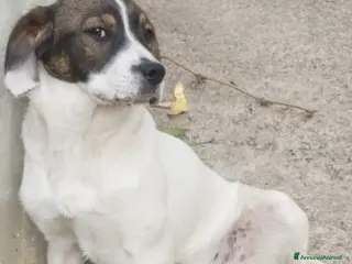Meticcio cani 2mix Breton 20mesi finiti in 1pessimo canile.CALAB a Città metropolitana di Milano - Annuncio 41