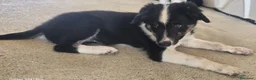 Border Collie cani in vendita: 3 Cuccioli Border Collie Maschio con Pedigree a Provincia di Padova - Annuncio 7