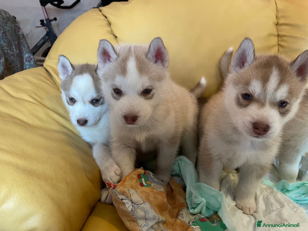 Husky cani in vendita: Cuccioli Siberian Husky - Annuncio 4
