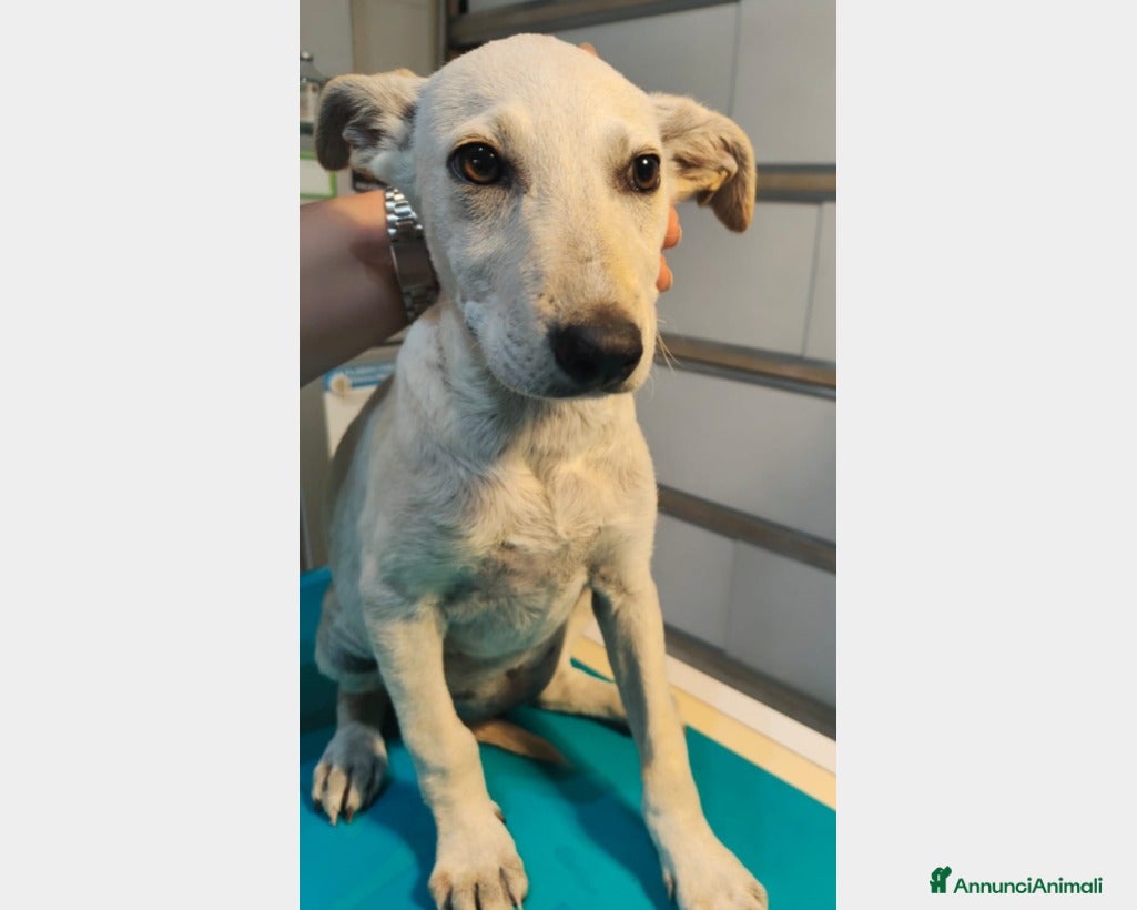 Meticcio cani  Blanca cerca casa a Roma - Annuncio 11