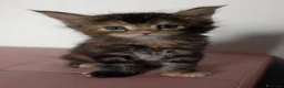 Maine Coon gatti in vendita: Bellissima cucciola Maine coon  - Annuncio 3