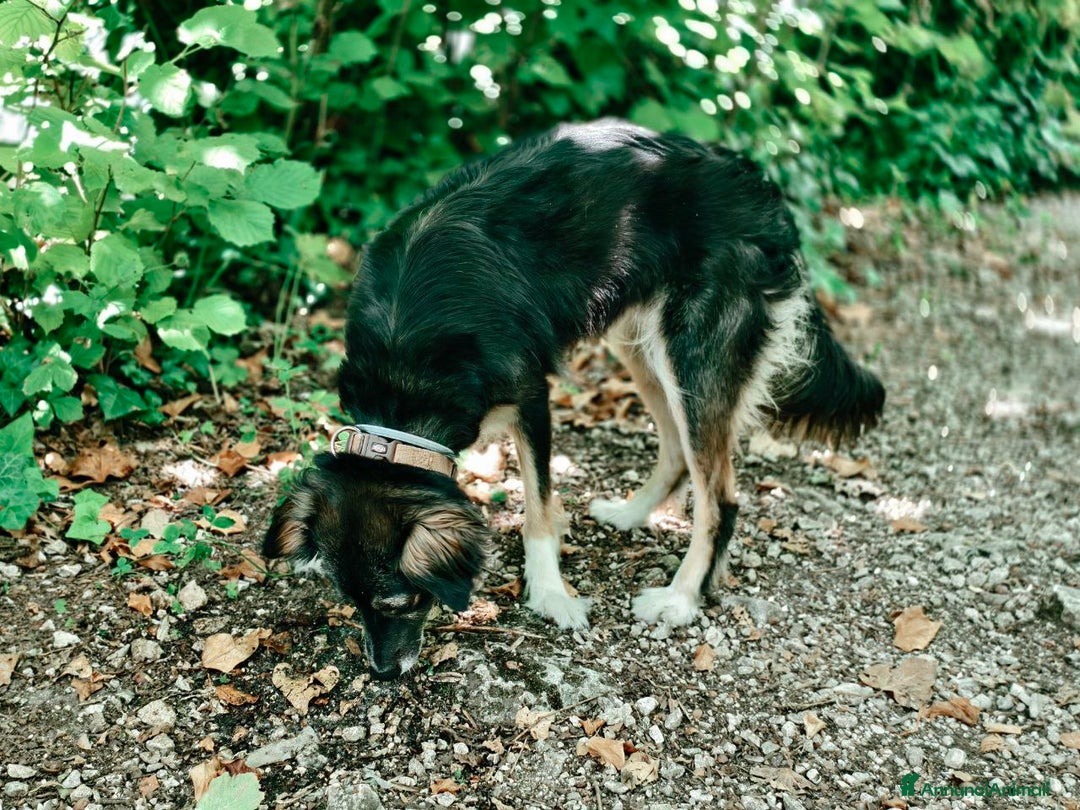 Meticcio cani in regalo: 💛 Dolce Mia cerca una nuova famiglia - Annuncio 3