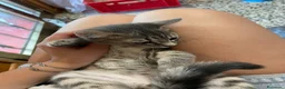 Meticcio gatti in vendita: Gattino grigio  - Annuncio 4