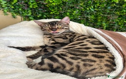 Bengala gatti in vendita: Gattina bengala colorazione WILD a Rome - Immagine 8