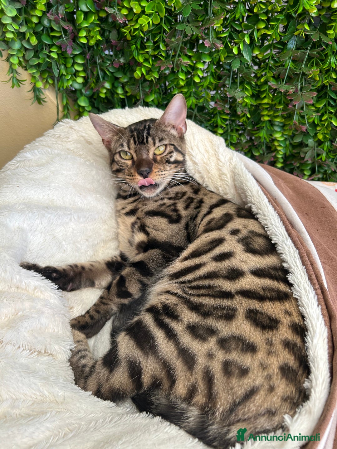 Bengala gatti in vendita: Gattina bengala colorazione WILD a Rome - Immagine 8