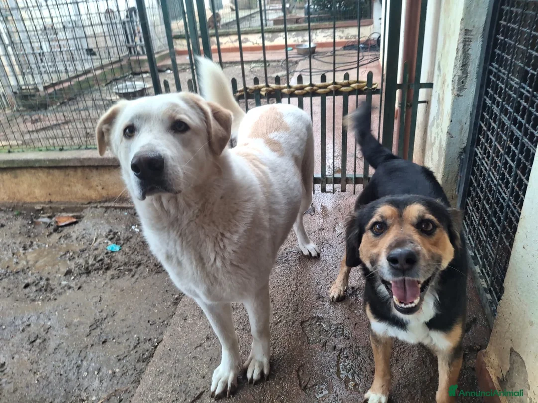 Meticcio cani in regalo: Gigio: 2 anni, socievole, equilibrato - Annuncio 16