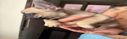 Bulldog Francese cani in vendita: Bulldog francese a Città metropolitana di Catania - Annuncio 6